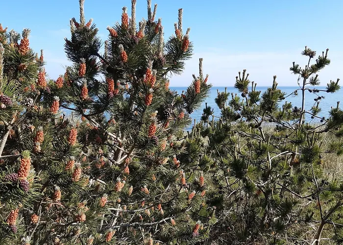Prázdninový dům Ruegen-cottage Sauna Kamin Wlan 8 *